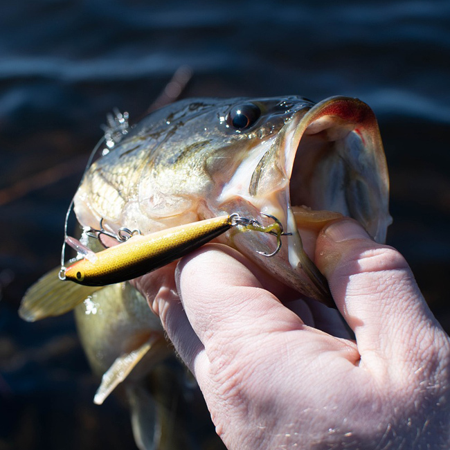Ouverture de la pêche à l'achigan